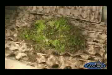 40 000 Буболечки Изяждат Цяла Глава Маруля