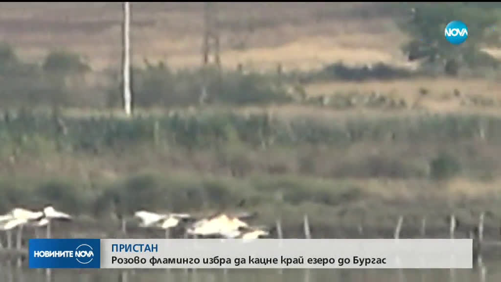 Розово фламинго избра да кацне край езеро до Бургас