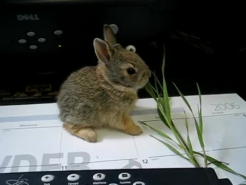 Сладко зайче си хапва:)