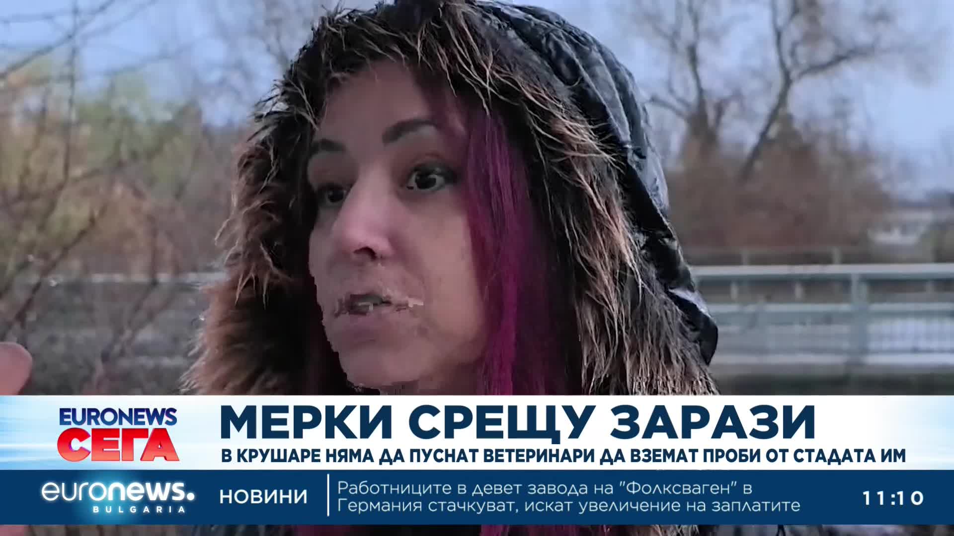 В Ямболско взимат проби от животни за наличие на чума и шарка. В Крушаре няма да допуснат ветеринари