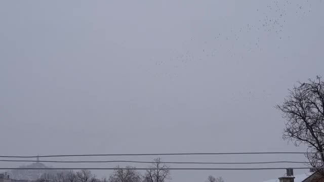"Моята новина": Ято птици в снега