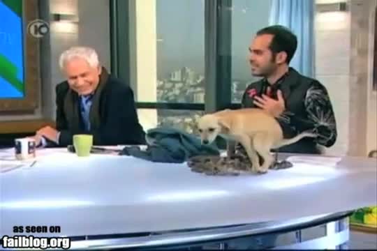 Смях !куче се изсира по време на Тв шоу 