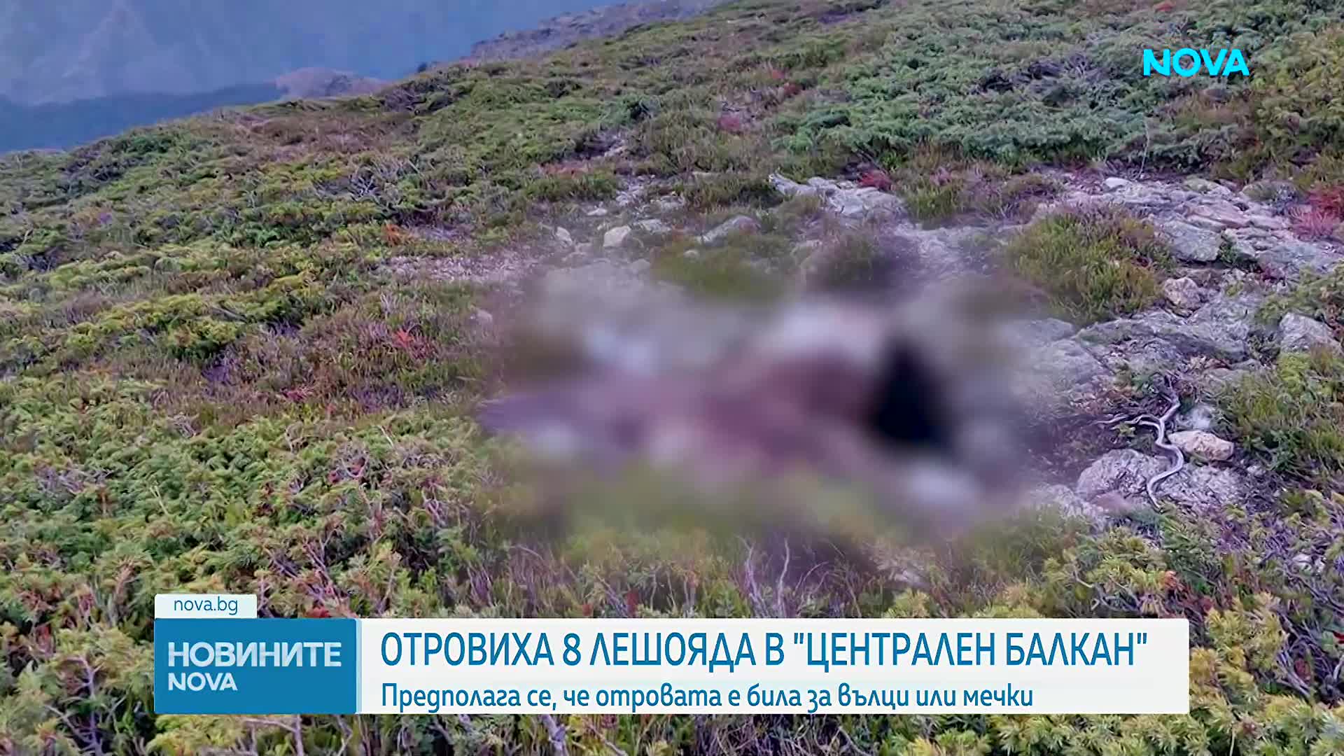 Откриха още три мъртви птици в Национален парк „Централен Балкан“