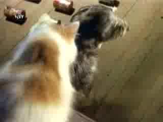Котка   Куче = Animal Сот // Котка и Куче в съюз срещу крадците