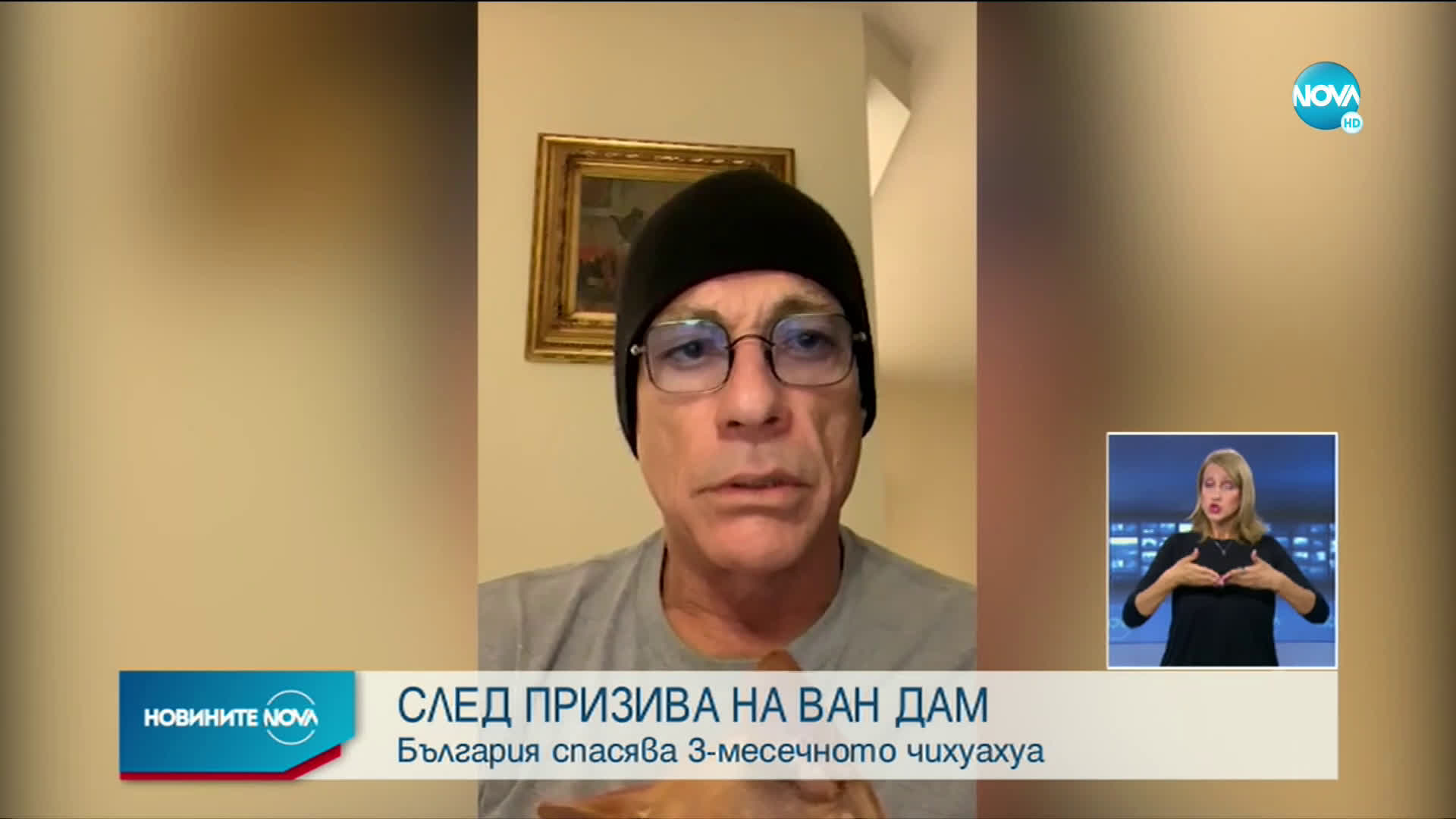 След апела на Ван Дам: България спасява малкото чихуахуа от Норвегия