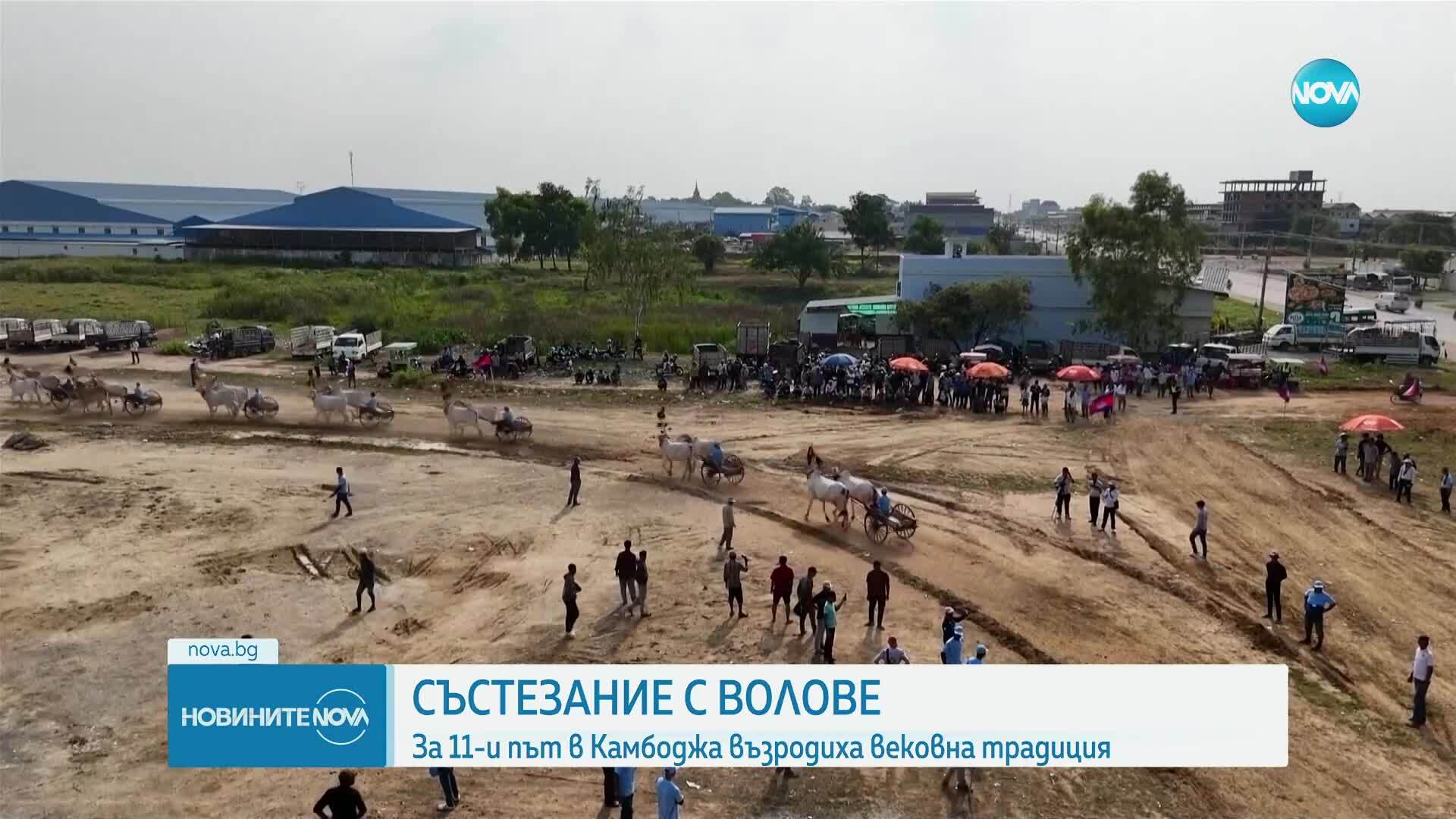Волове с каруци премериха сили в Камбоджа