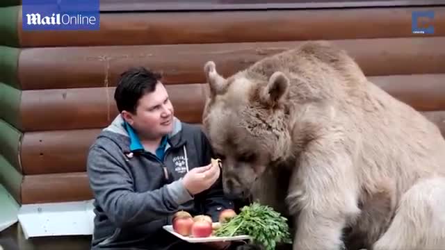 Невероятно! Руско семейство стои на масата с мечка, тежка 136 кг