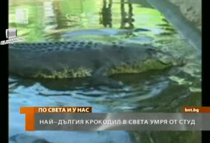 Най-дългия Крокодил в Света умря от Студ !
