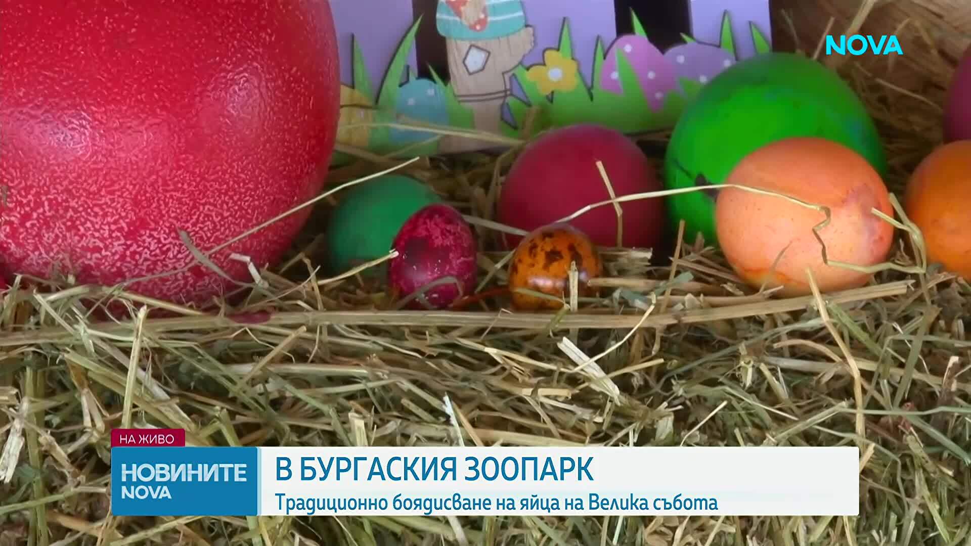 Боядисаха великденски яйца от над 40 вида птици в зоопарка в Бурга