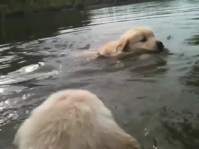 Сладки кученца във вода