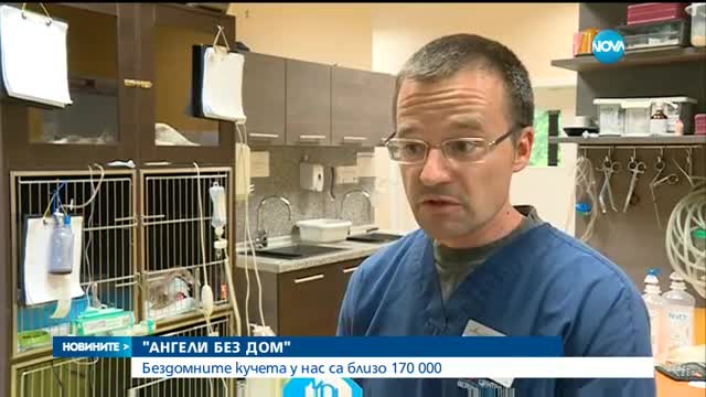 Бездомните кучета у нас са 170 000