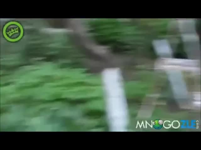 Котката боксьор