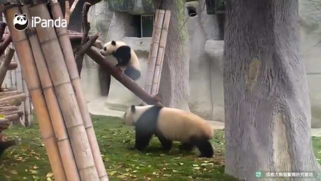 Бебе панда се учи да се катери