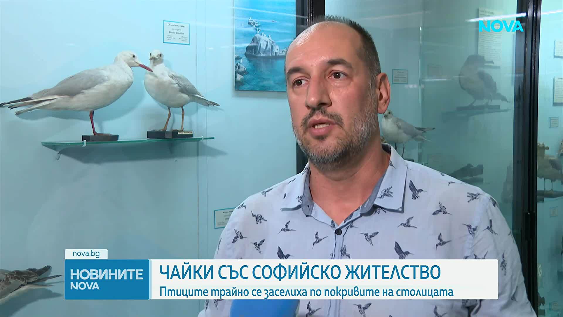Чайки трайно се заселиха по покривите в София