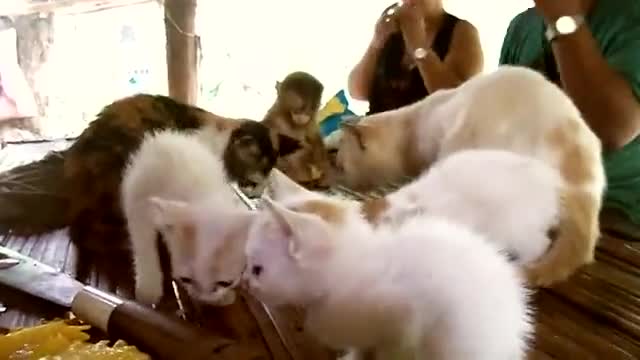 Сладка маймунка и котки си хапват чипс.