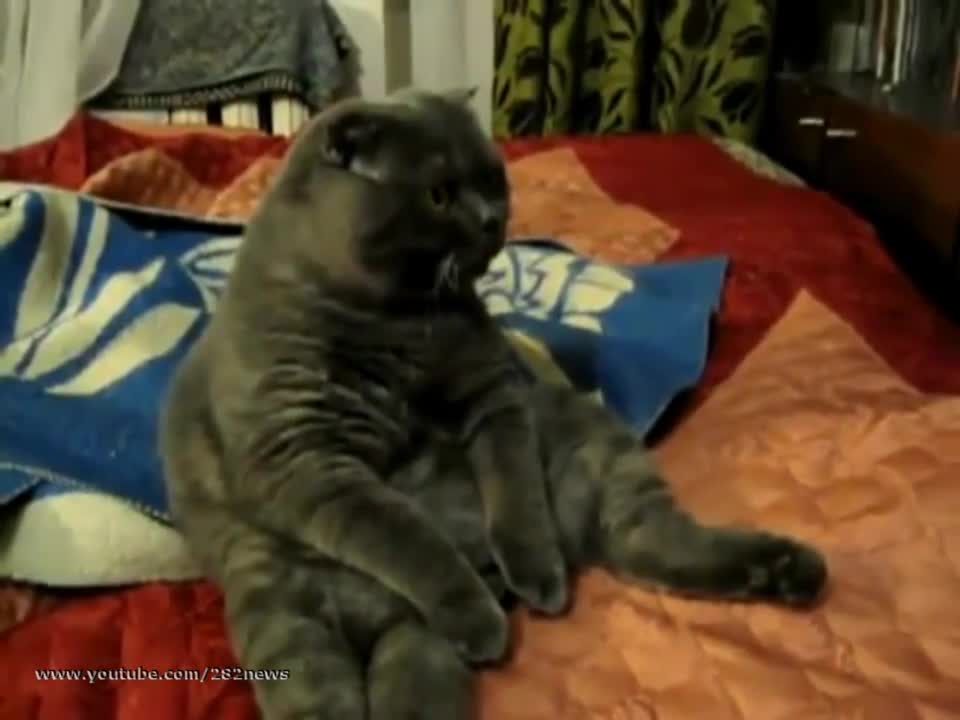 Котка гледа телевизия с интерес