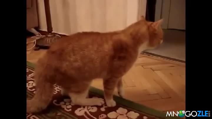 Котка изпада в истерия!!!