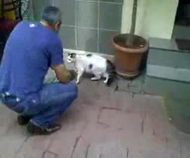 Улична котка сдухва ротвайлер