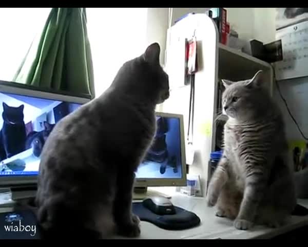 Две Котета играят на Wing Chun 