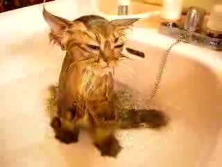 Котка На Която Не И Пука Вече!