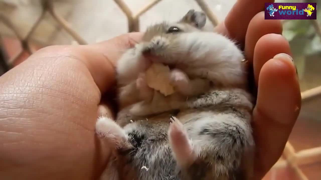 Компилация забавни животни 2015