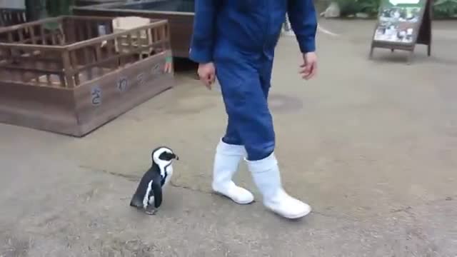>Пингвин бяга след стопанина си