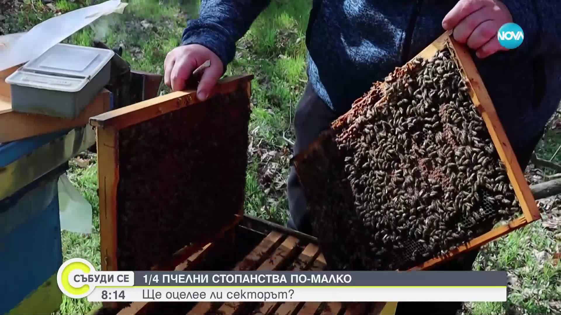 1/4 пчелни стопанства по-малко: Ще оцелее ли секторът?