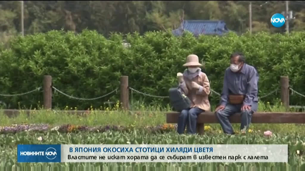 В Япония окосиха стотици хиляди лалтета