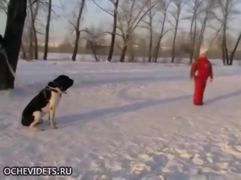 Ето как куче не се поколеба и за миг да защити стопанката си от нападение!