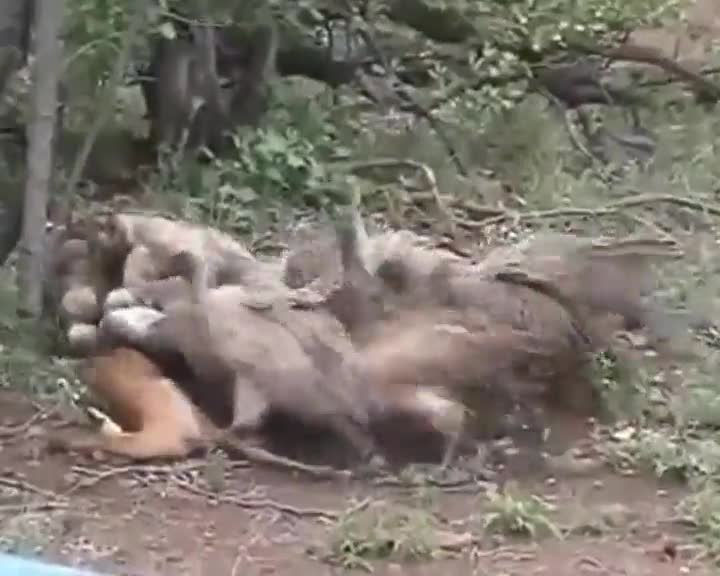 Лешояди само за минута оглозгват труп на сърна!