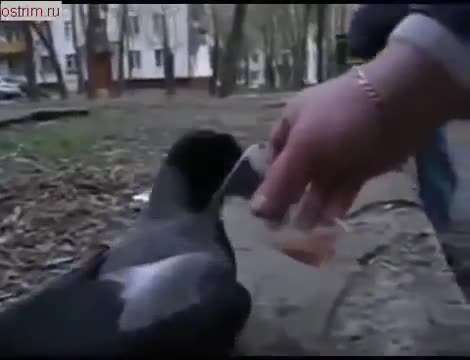 Врана – алкохолик, ако не сте виждали, значи сега е момента! Свърши и пиенето, на най-хубавото!