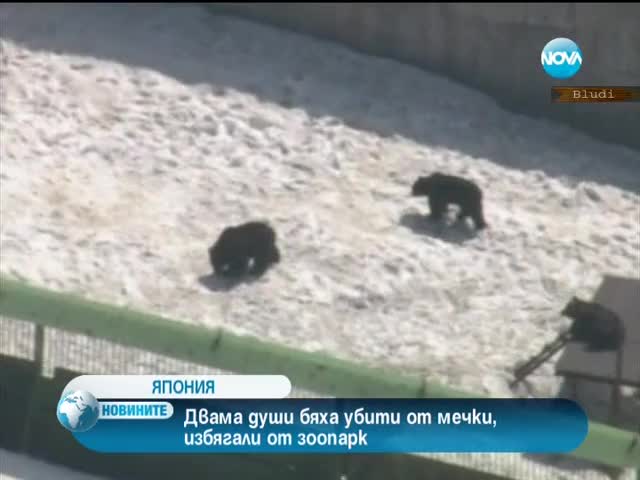 Двама души убити от мечки, избягали от зоопарк