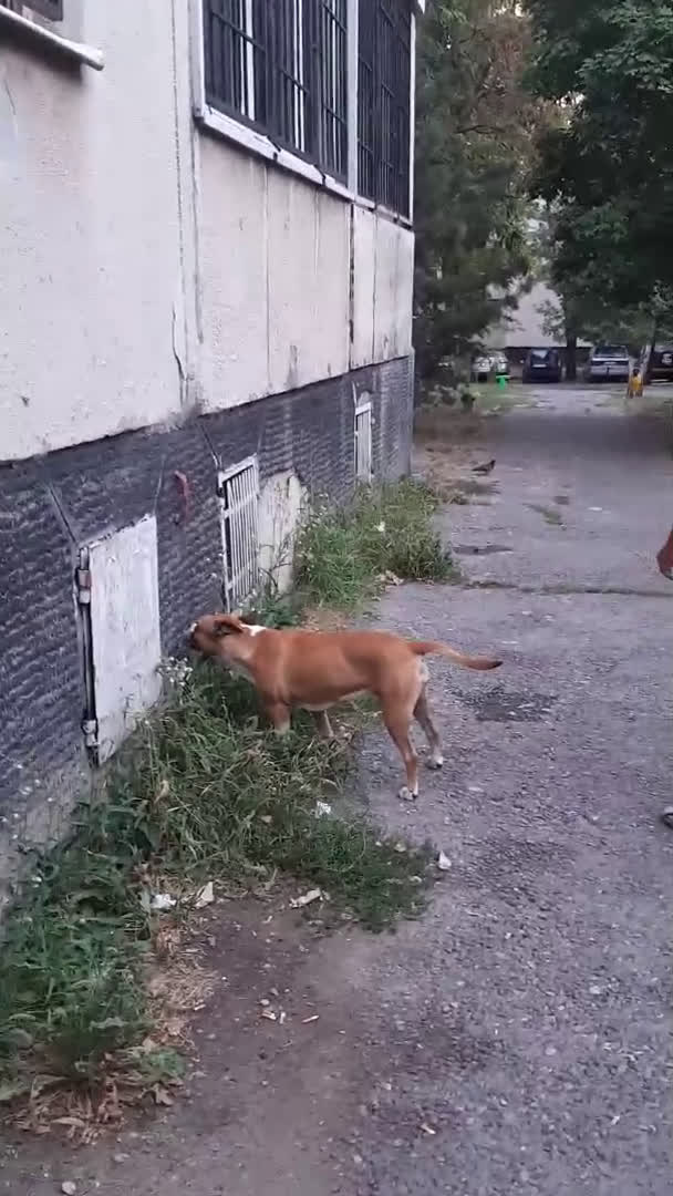 Разхождане на питбул без каишка