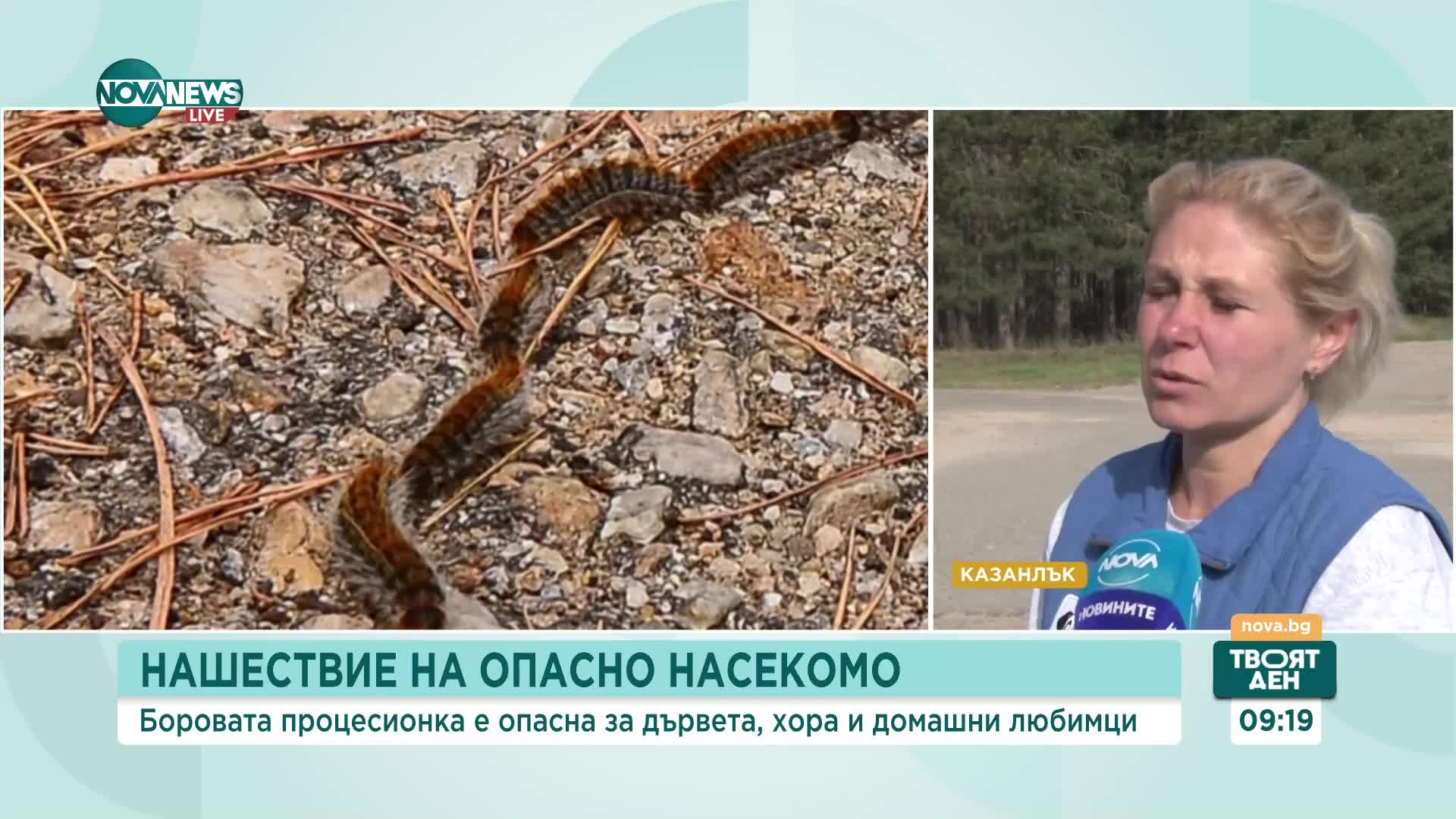Нашествие на опасни гъсеници у нас