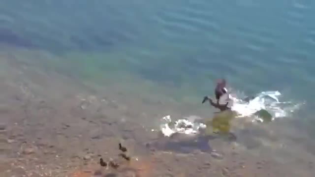 Пате изядено от риба
