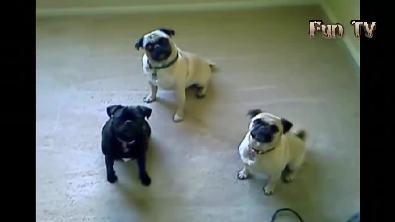 Компилация Смях ! Pugs Are Awesome Compilation 2015