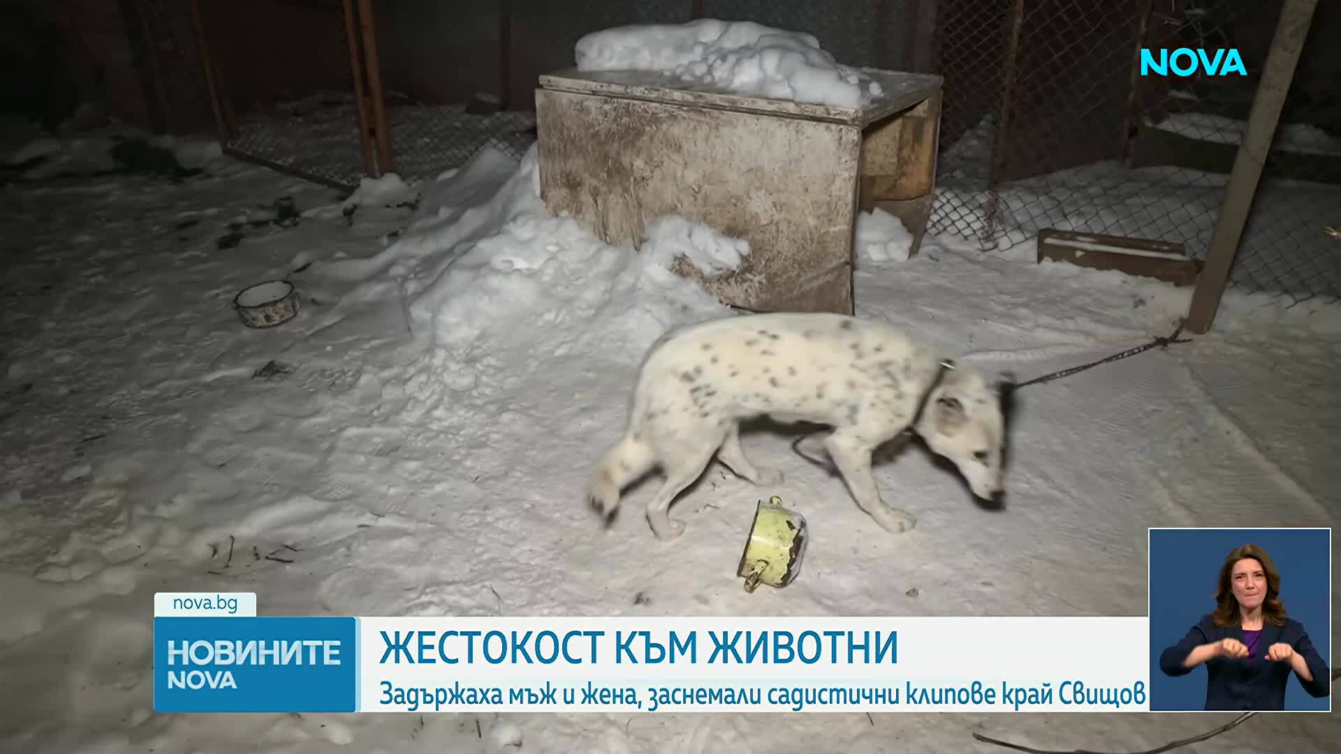Нов случай на мъж и жена, заснемали как изтезават животни и продавали видеата