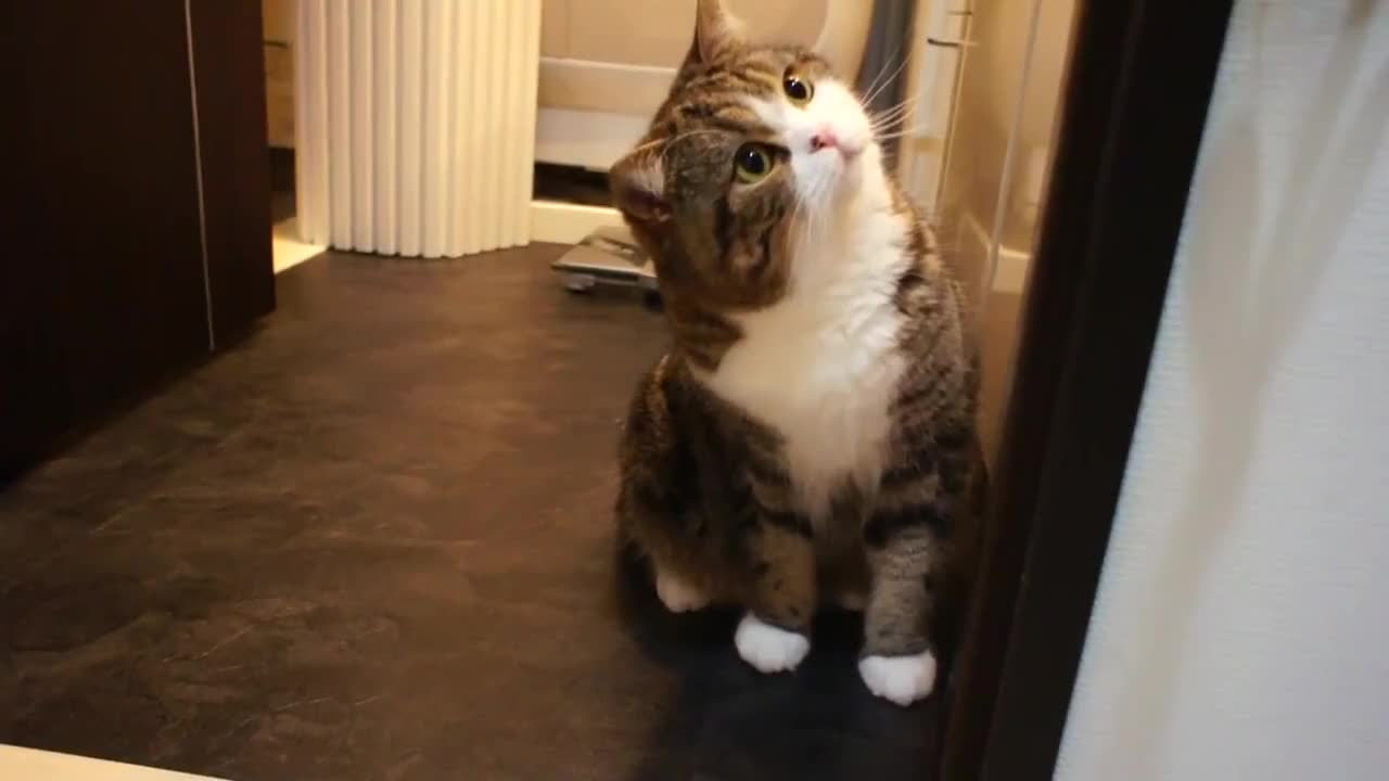Котето Мару .. Компилация със сладура