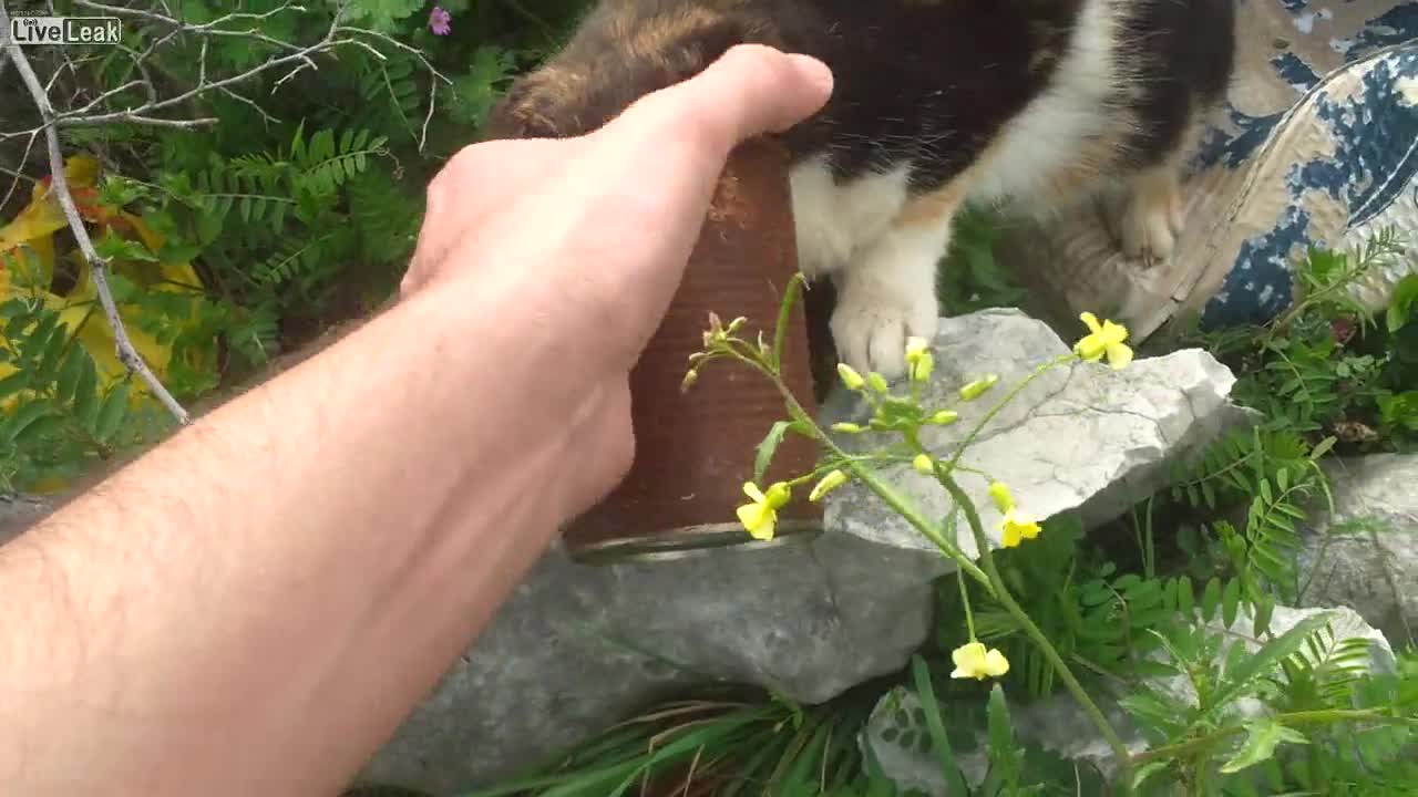 Човек спасява коте от сигурна смърт
