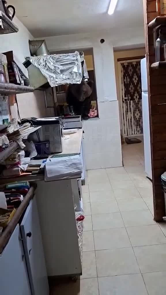 Мечка нахлу в къща за гости в Кресна
