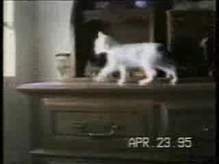 Смях И Много Смях С Котки