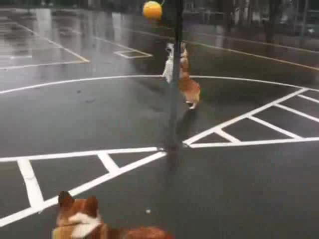 Kучета си играят с топка..