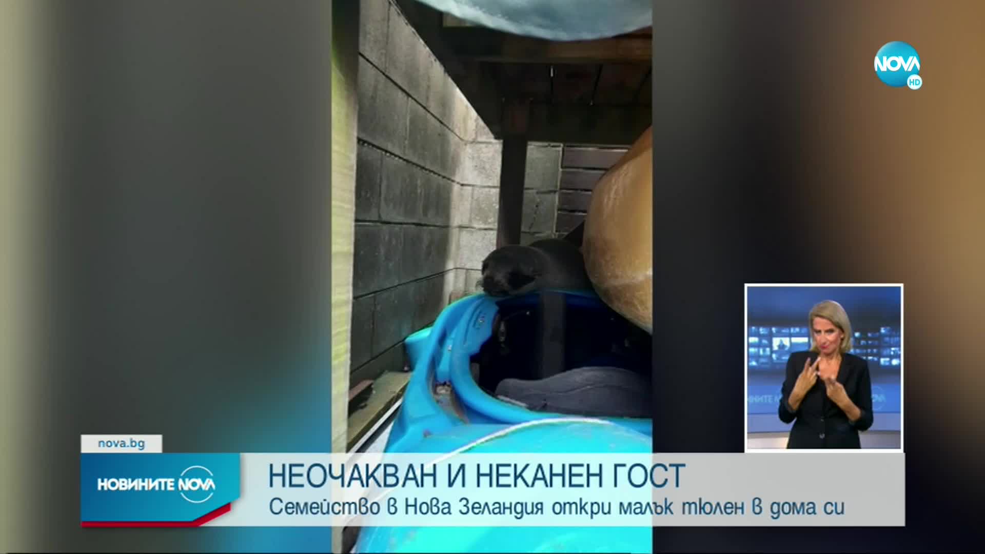 Неочакван и неканен гост изненада семейство в Нова Зеландия