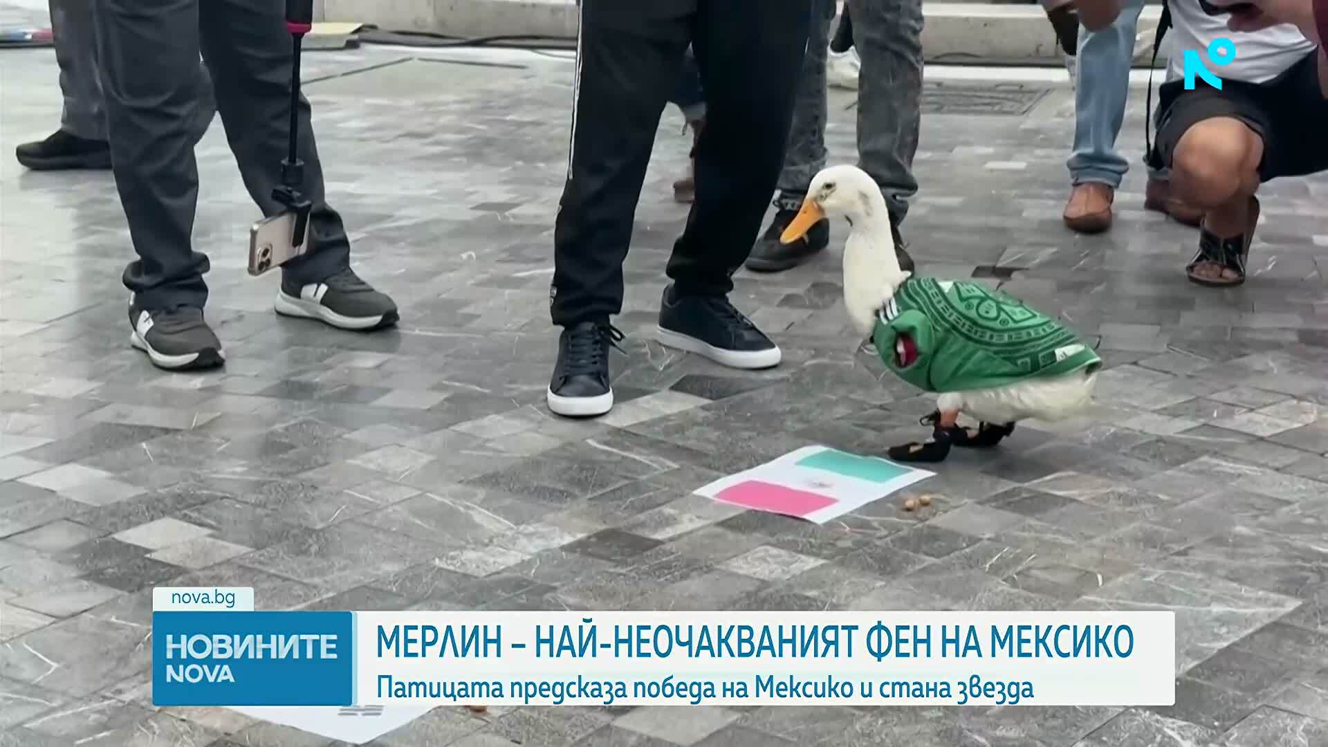 Историята на Мерлин - патицата, предсказала победата на Мексико на Мондиала