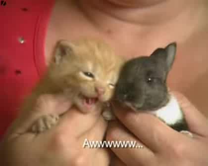 Котка Осиновява Заек