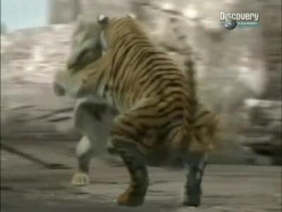 Лъв Vs. Тигър - Discovery Channel   Bg Sub Част4/4