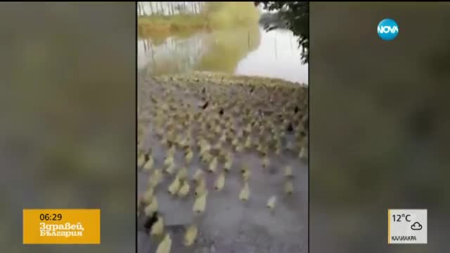 Стотици патета виждат за първи път езеро (ВИДЕО)