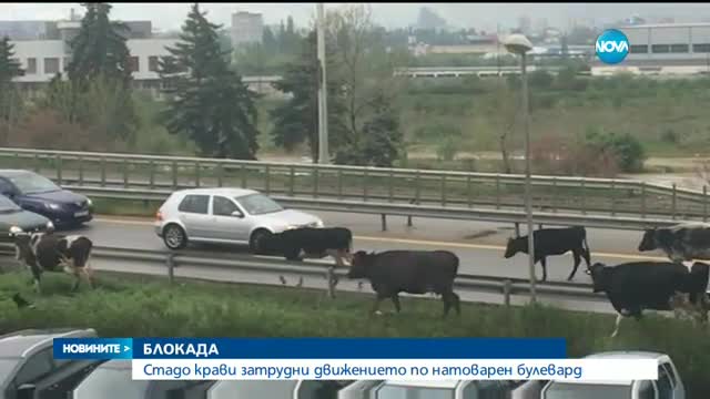 Крави блокираха пътя за летището в София
