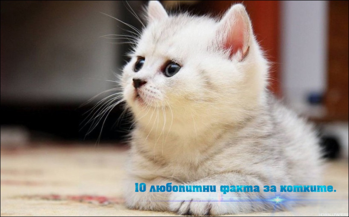 10 любопитни факта за котките.