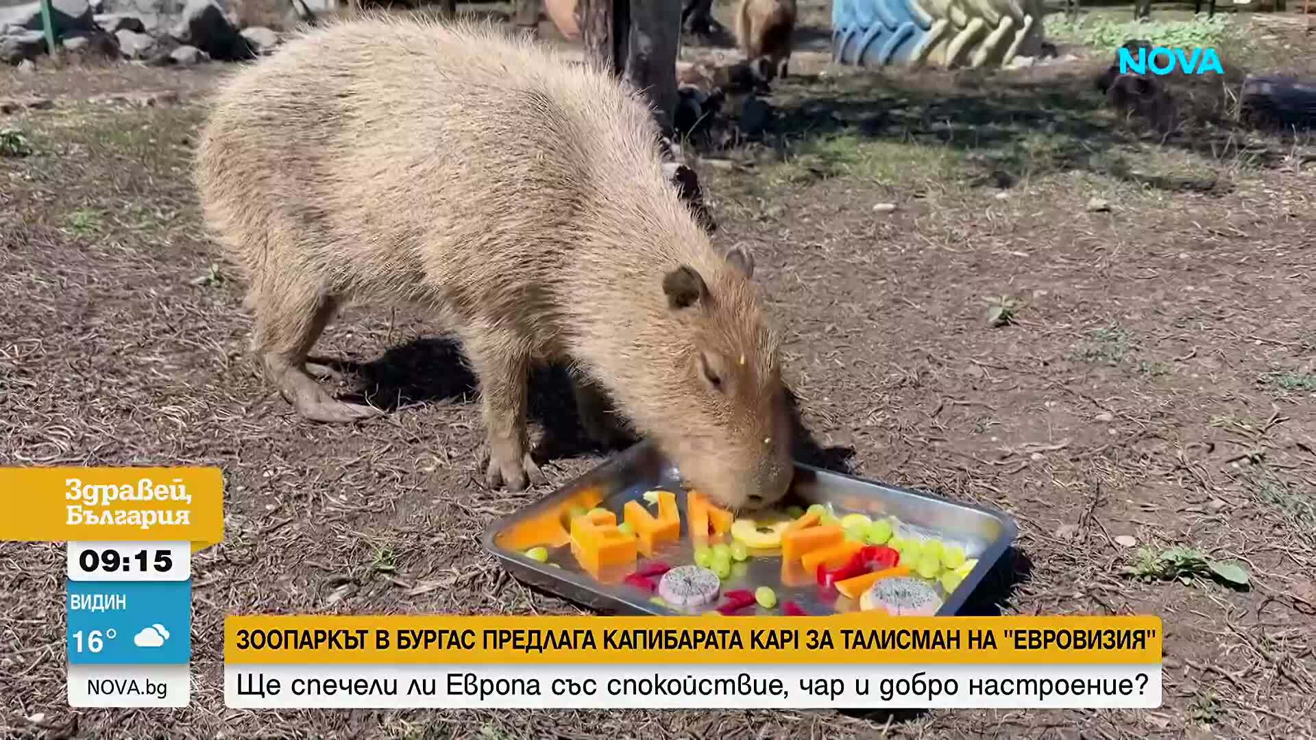 Защо зоопаркът в Бургас предлага капибарата за талисман на „Евровизия 2027”